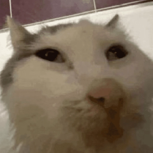 MICHIS 🥰🐱 7
