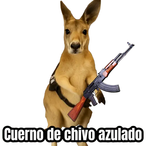 🦘Memes canguro 🦘😂 17