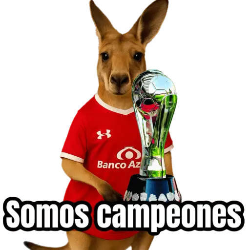 🦘Memes canguro 🦘😂 2
