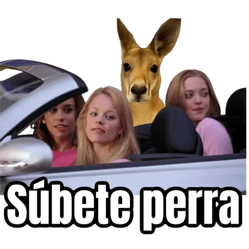 🦘Memes canguro 🦘😂 7