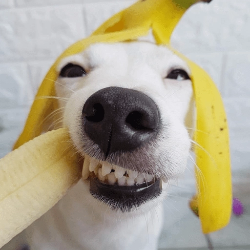 🐶 PERRO SONRIENTE MOODS 🐾 10