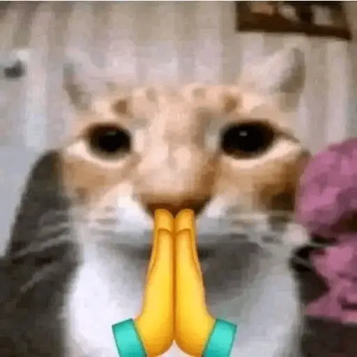 Memes gatitos #3 🐱✨🌷 7