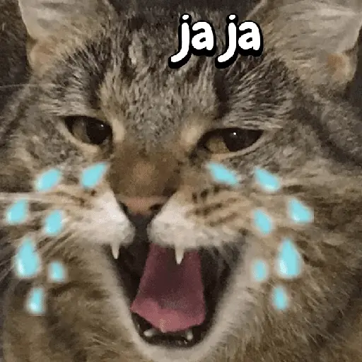 Gatos memes random🐈⬛🐱 3