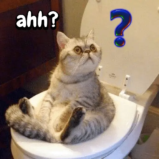 Gatos memes random🐈⬛🐱 18