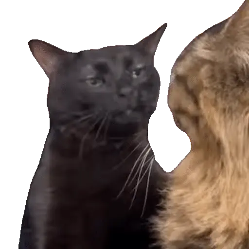 Animales Tiktok Viral 🐱🐈🐈⬛ 16