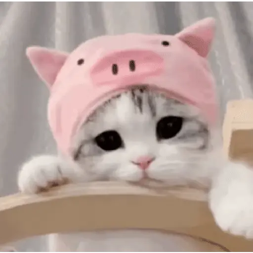 🩷Gatitos Animados 🐱🥛 2