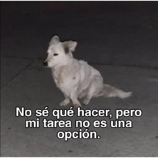 soy admin 19
