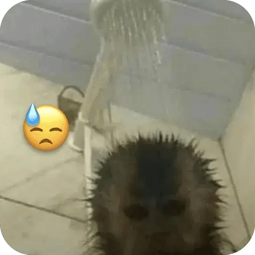 🐒 واکنش‌های میمون‌ها 🐒 11