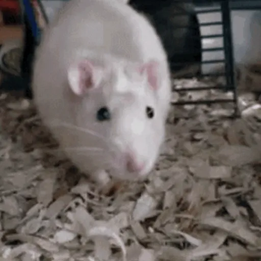 🐀 RATITAS PAL CHAT 🐀 8