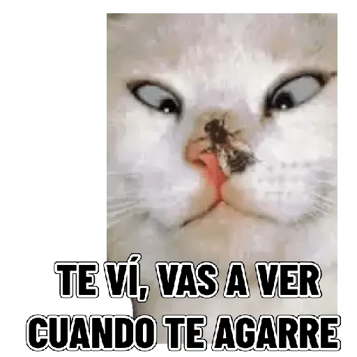 Memes clásicos gatito 😺🔥 12