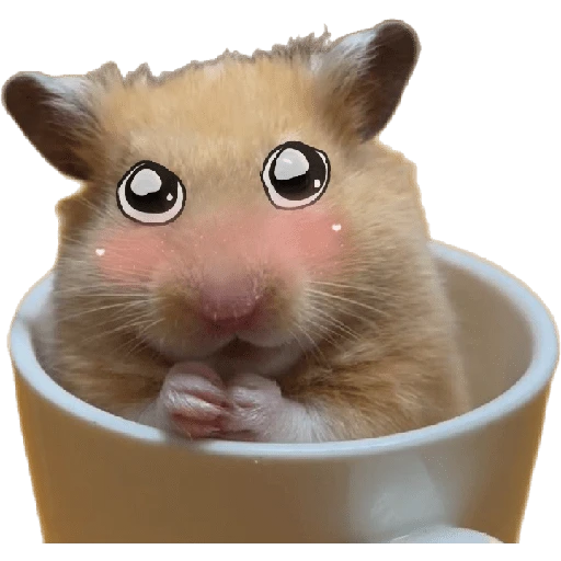 Hamsters ❤️ 5