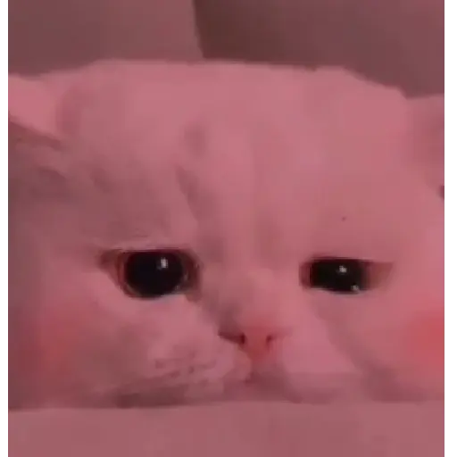 Michi Triste 2