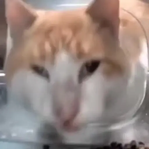 Gatito de Tiktok 6