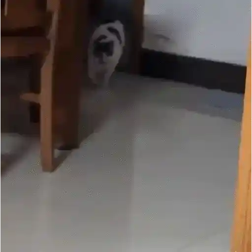 Animales Graciosos 🐕🐈 3