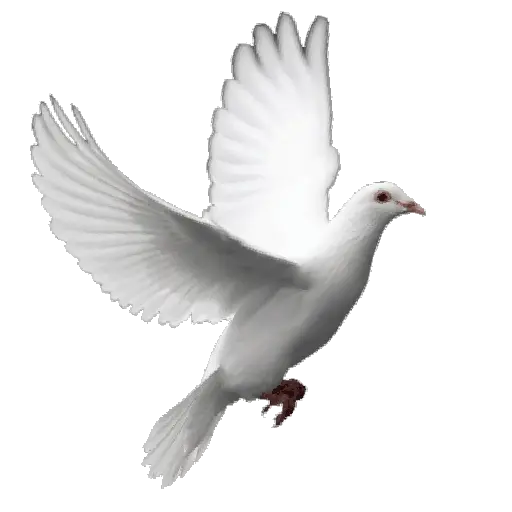 🕊🪺 Paloma MIGAJERA 🪺🕊 8