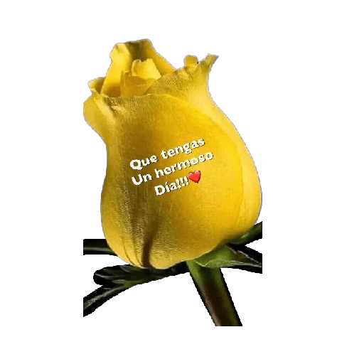 Flores amarillas 🌼🌻 5