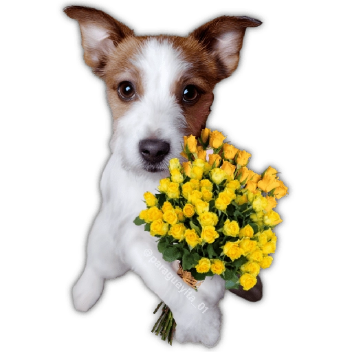 🌻💐 Жуто цвеће 3 💐🌻  7