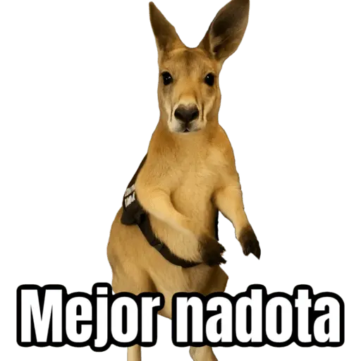 🦘Memes canguro 🦘😂 15