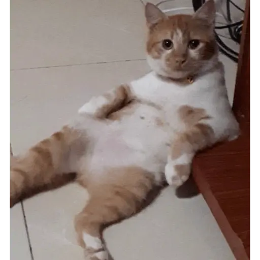 Memes gatitos #3 🐱✨🌷 4