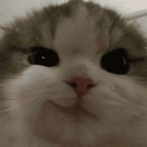 meme kucing 9
