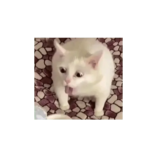 meme kucing 10