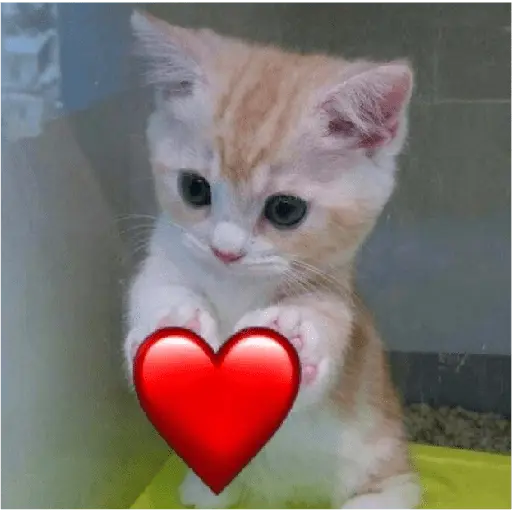 รักลูกแมว 😺💘💞 5