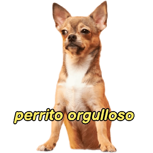 perritos memes 🐕 9
