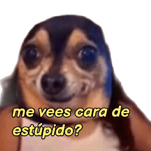 perritos memes 🐕 6