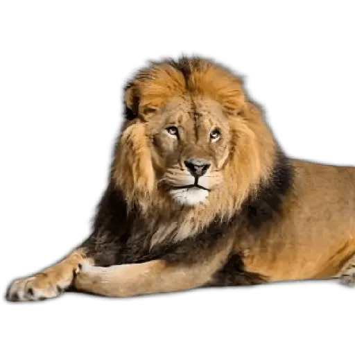 🐻🦓🦁Otorrinolaringólogo ❤️🔥🤤 12