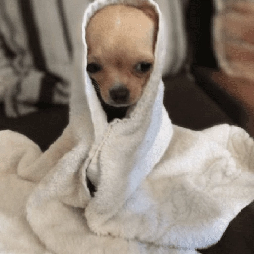 Perritos que tienen frío❄️✨ 13