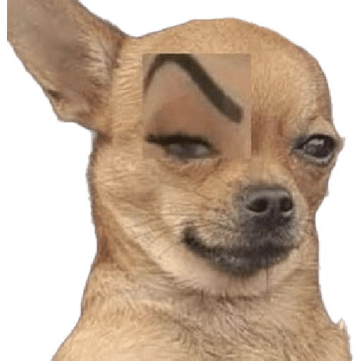 Waos - Perro con cejas🐶 7