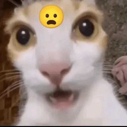 meme kucing 27