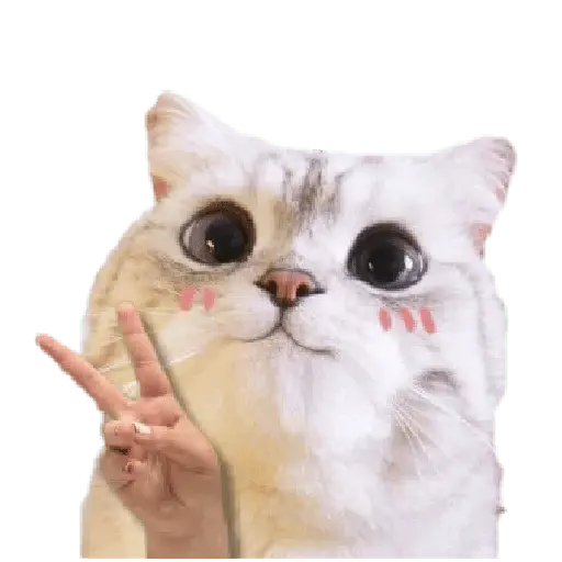 Michis random🐈🐈⬛ 10