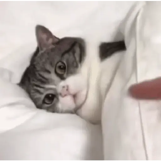 🩷Gatitos Animados 🐱🥛 10