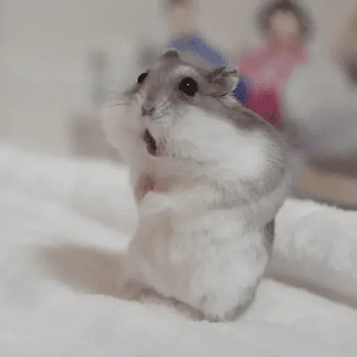 🐹 HAMSTERS MOODCITOS 🐹 11