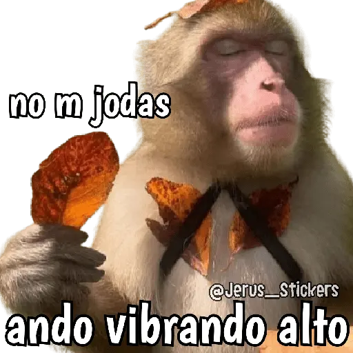 Monos y frases 💬🙊 8