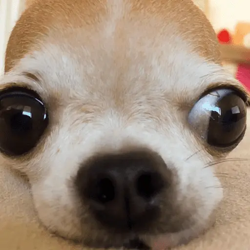 🐶 CHIHUAHUAAA 🎶 3