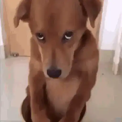 doguinhos animadas 5