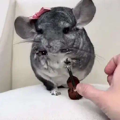 Rata triste de TikTok Meme😞🐭🐁 12