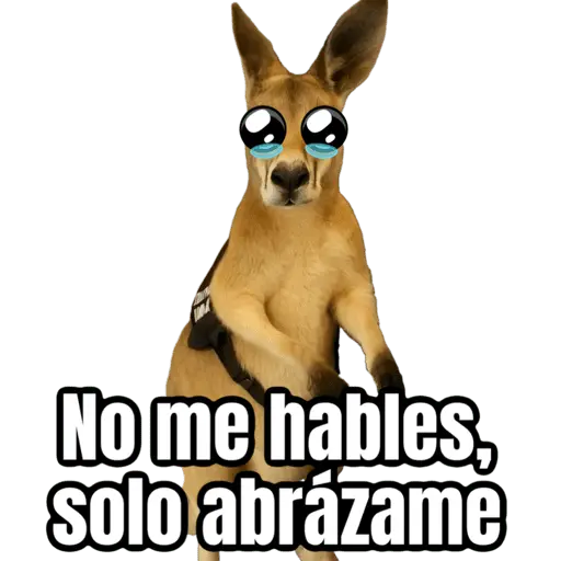 🦘Memes canguro 🦘😂 3