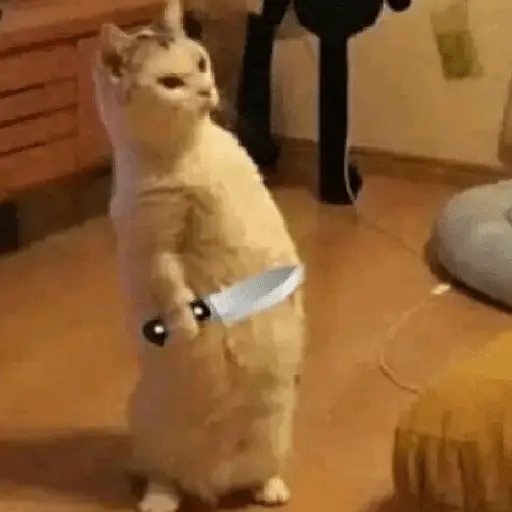 Gatinhos memes 14