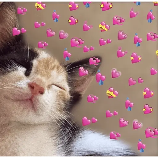 รักลูกแมว 😺💘💞 12
