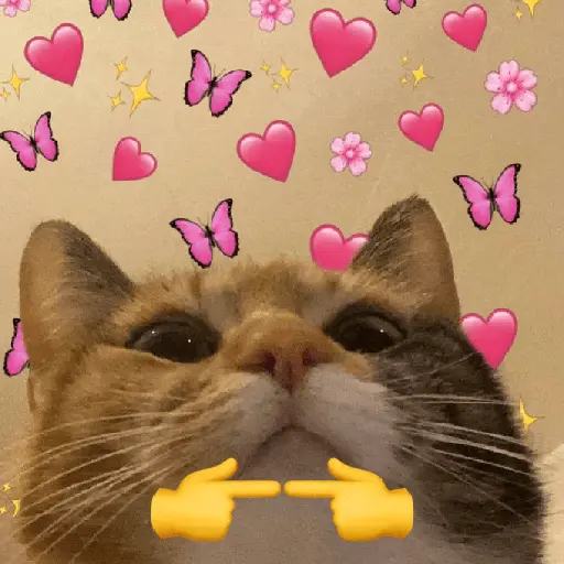 รักลูกแมว 😺💘💞 6