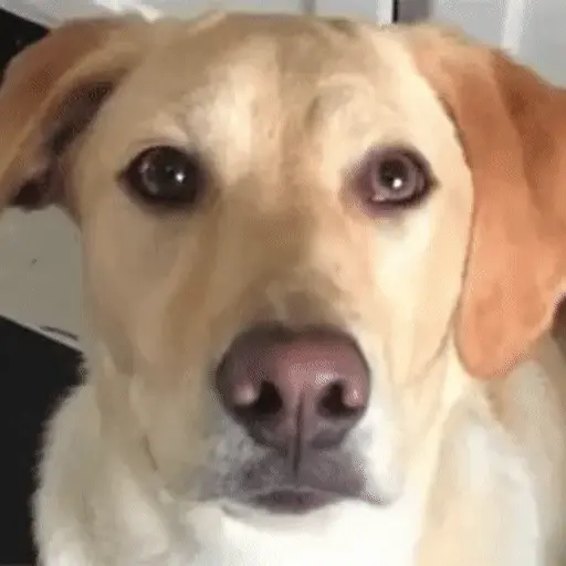Perros randomcitos 🐶🐾🤭 4