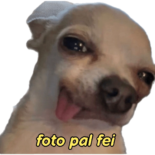 perritos memes 🐕 25