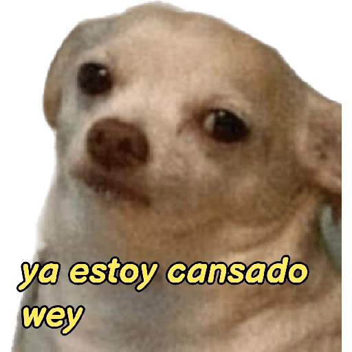 perritos memes 🐕 8