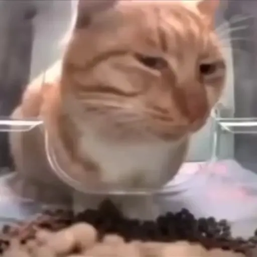 Gatito de Tiktok 3