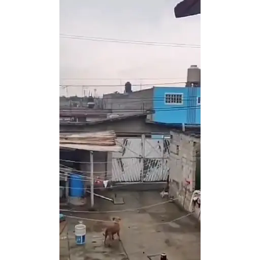 Animales Graciosos 🐕🐈 15