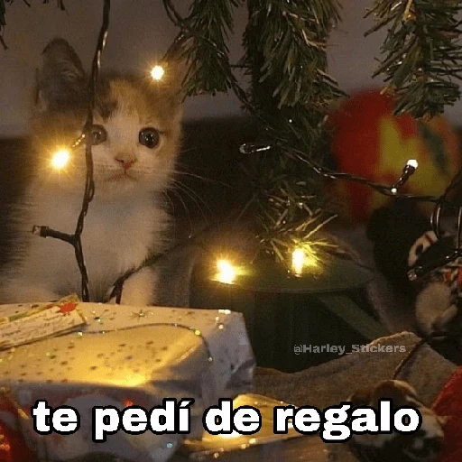 Gatitos Navidad 12