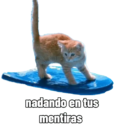 Michis con calor 🥵🥵 12